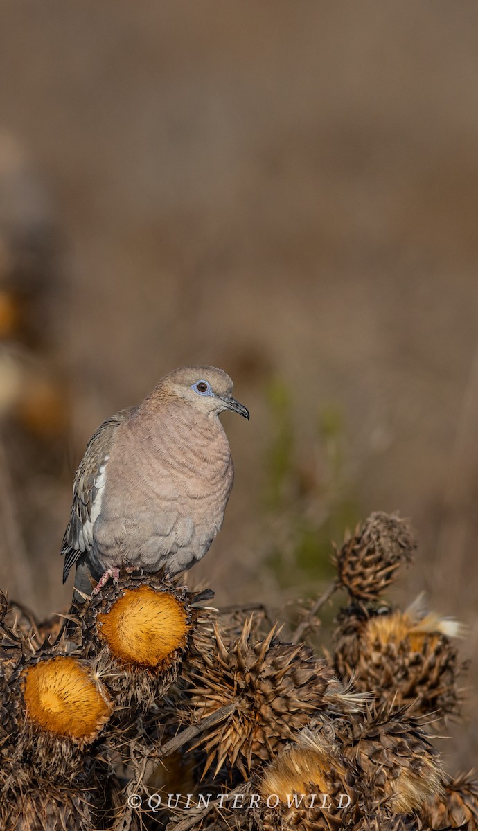 West Peruvian Dove - ML638733952