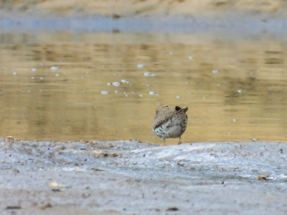 flekksnipe - ML638733972