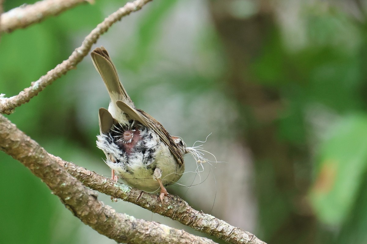 Chipping Sparrow - ML638733990