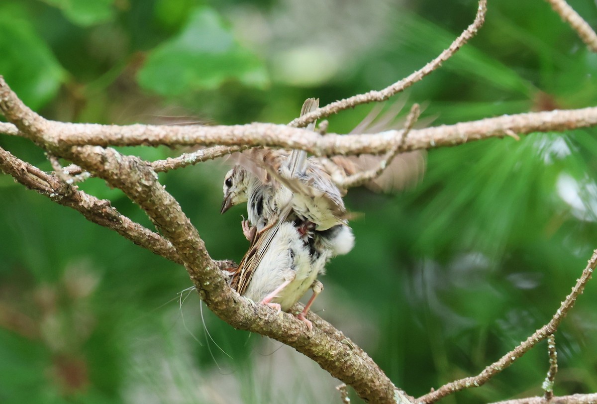 Chipping Sparrow - ML638733991