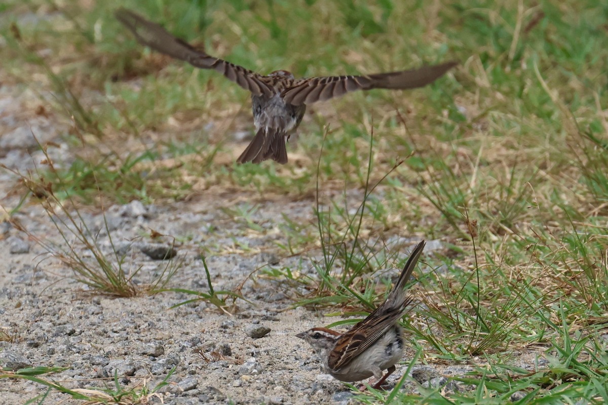 Chipping Sparrow - ML638733992