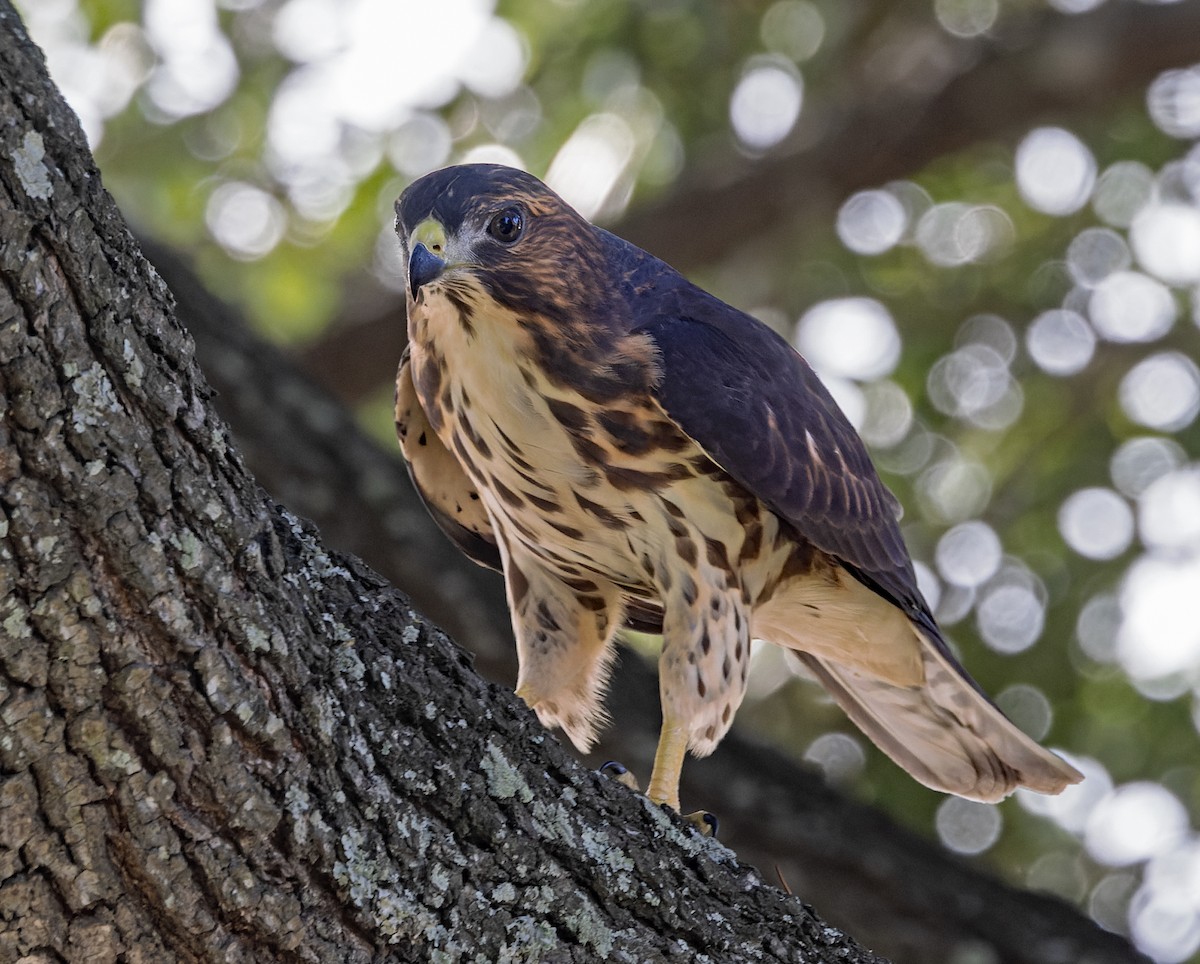 Broad-winged Hawk - ML638734004
