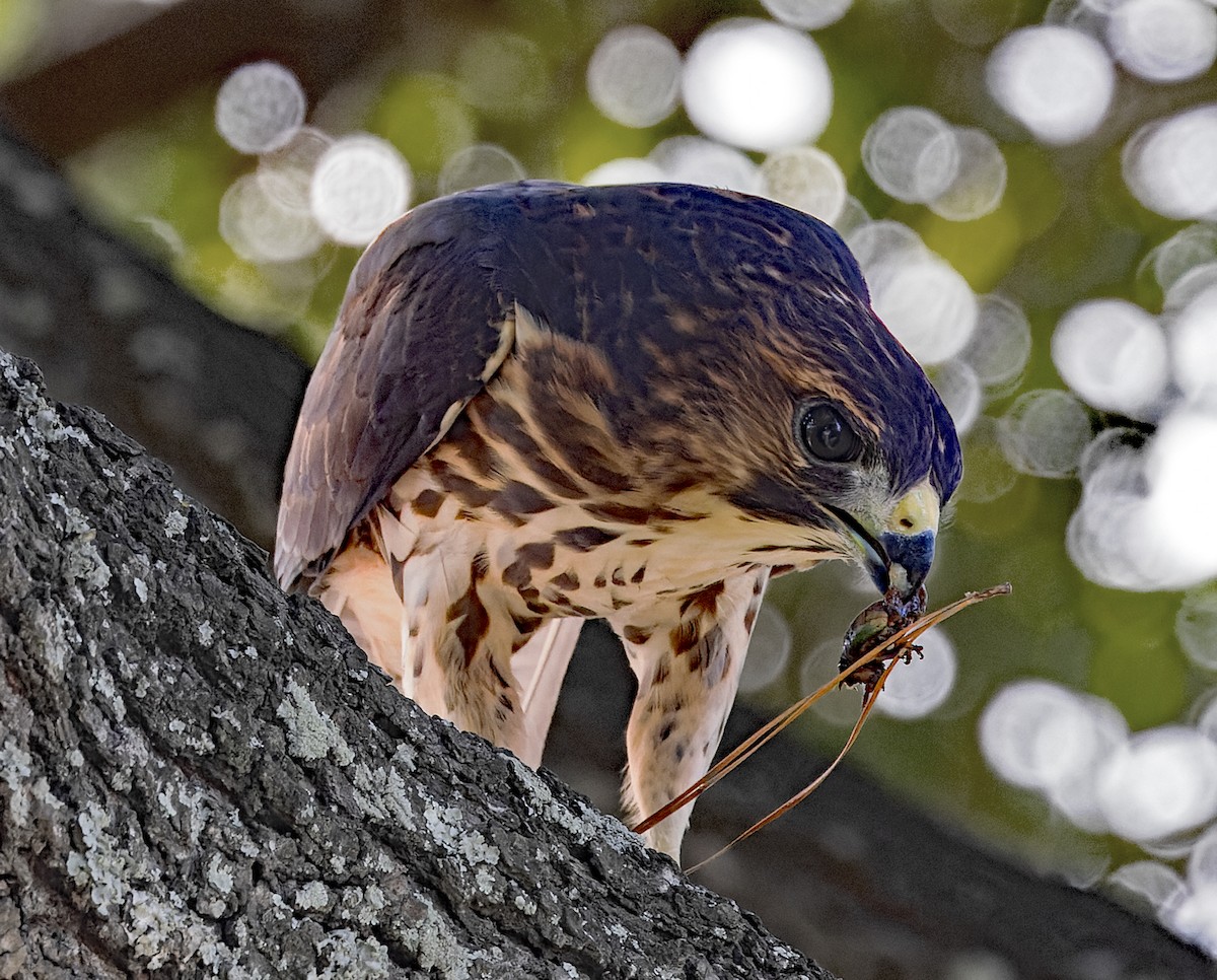 Broad-winged Hawk - ML638734005