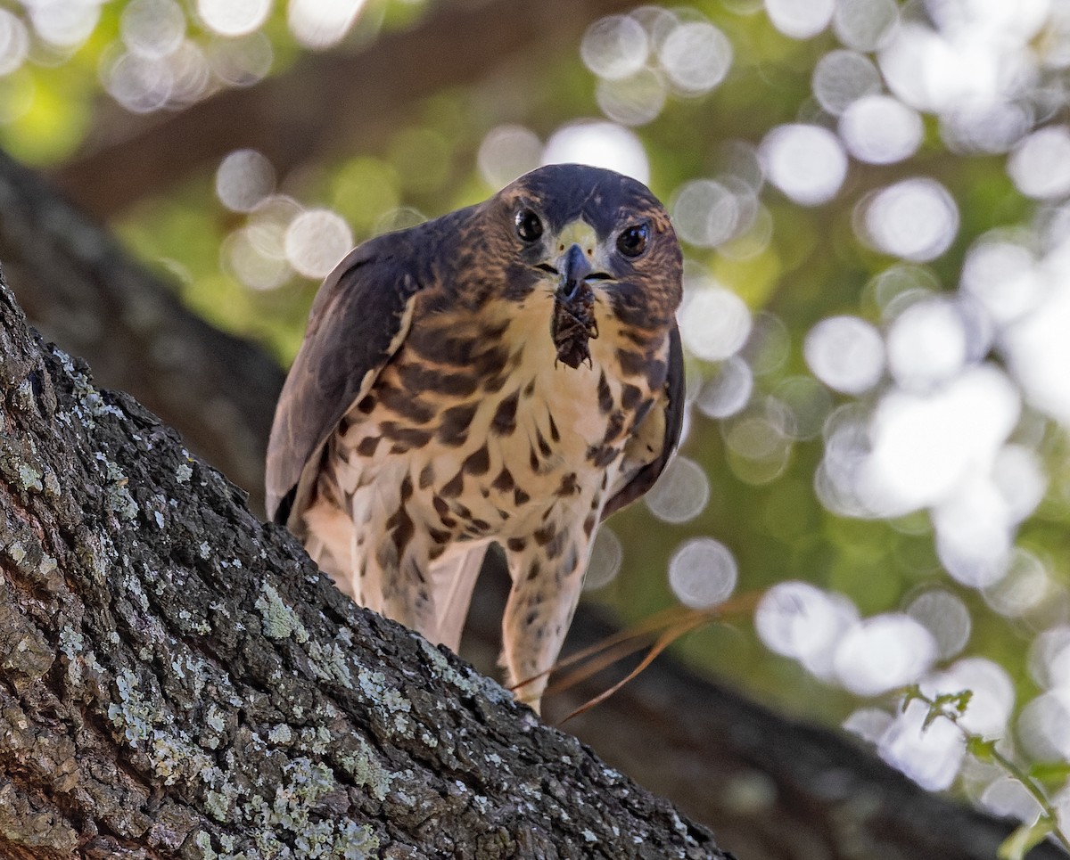 Broad-winged Hawk - ML638734006