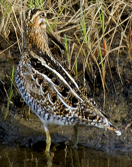 Wilson's Snipe - ML638734018