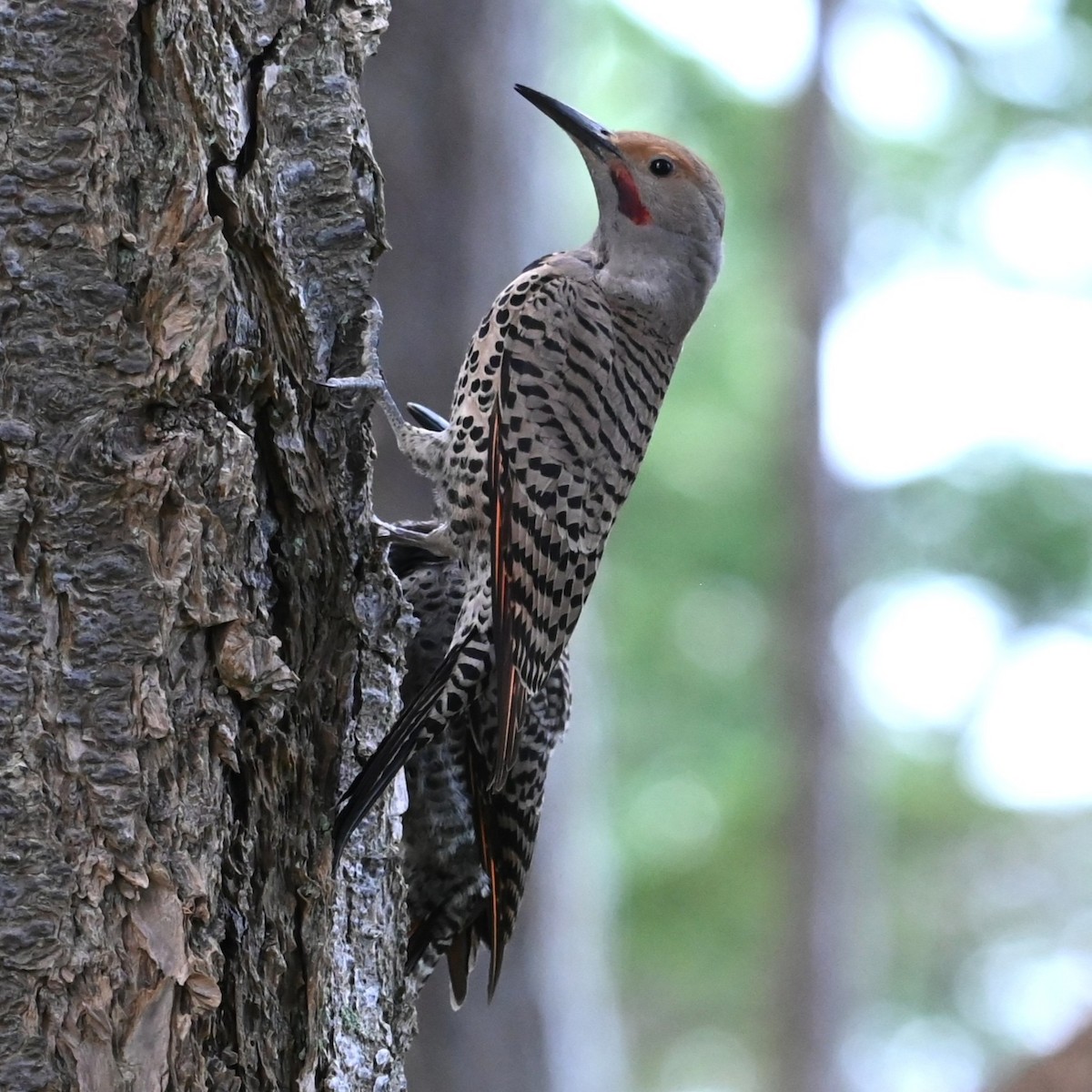 Northern Flicker - ML638734027