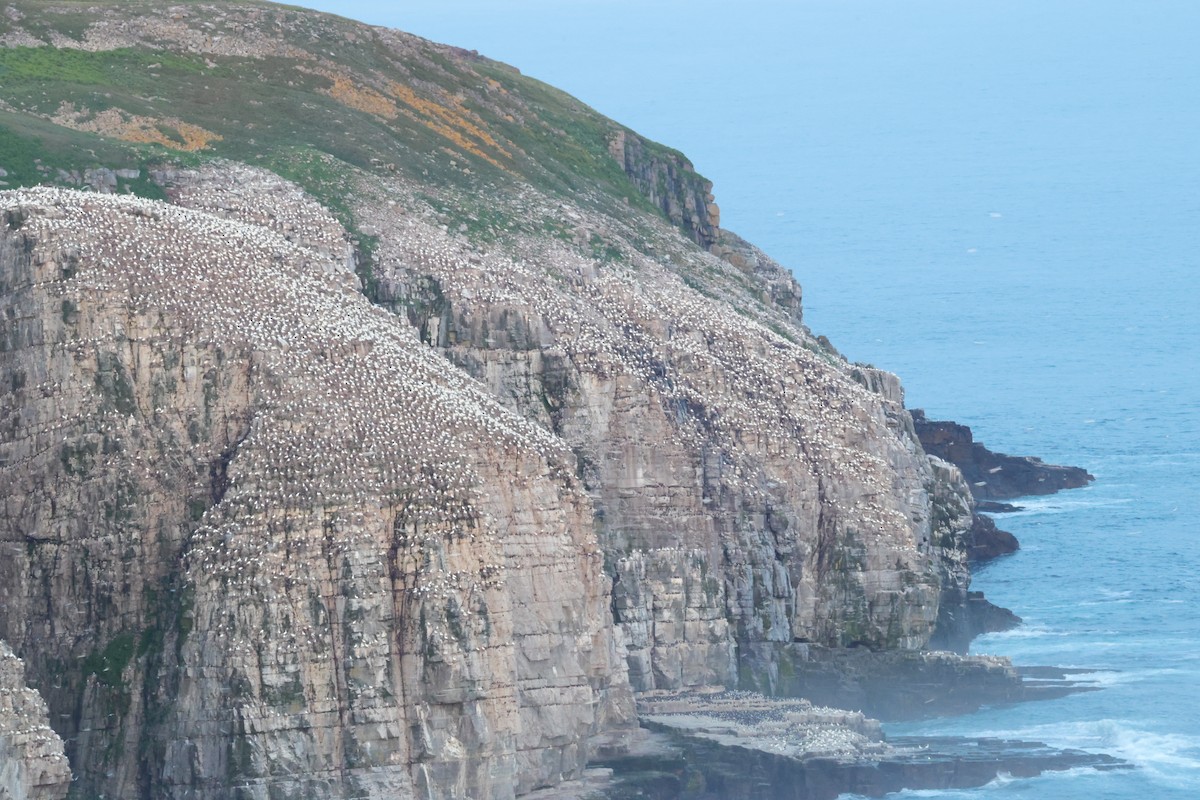 Northern Gannet - ML638734029