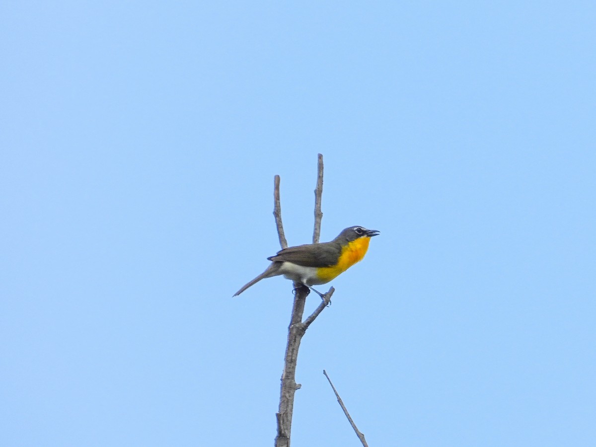 gulbrystparula - ML638734066
