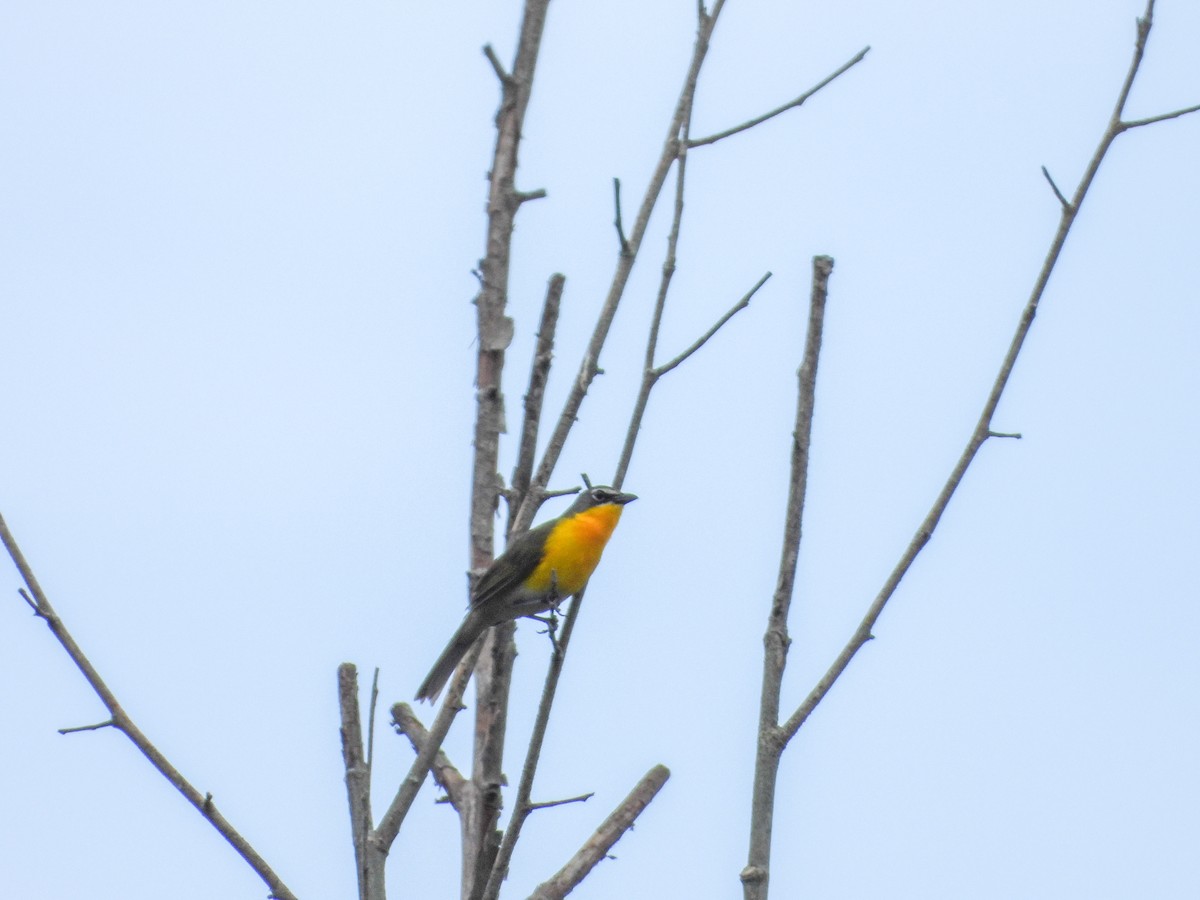 gulbrystparula - ML638734067