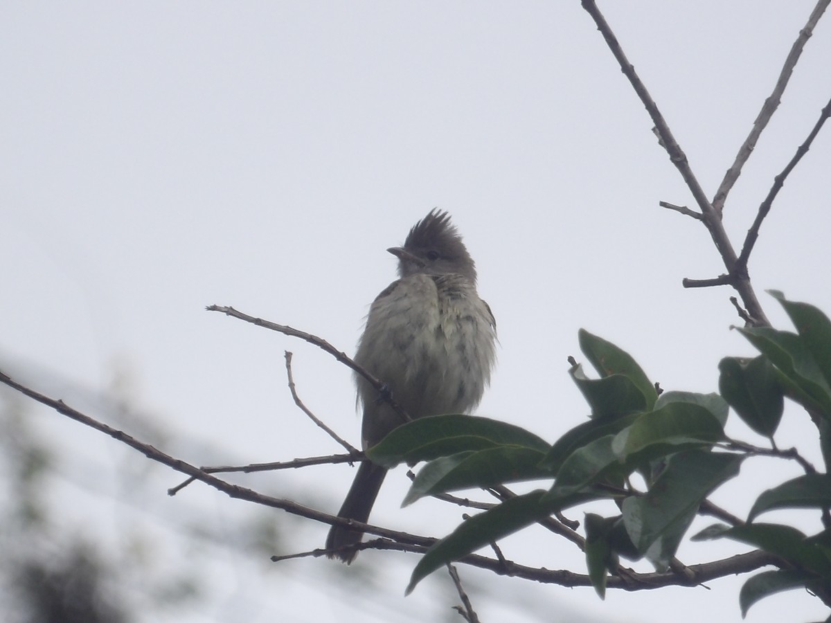 gulbukelenia - ML638734080