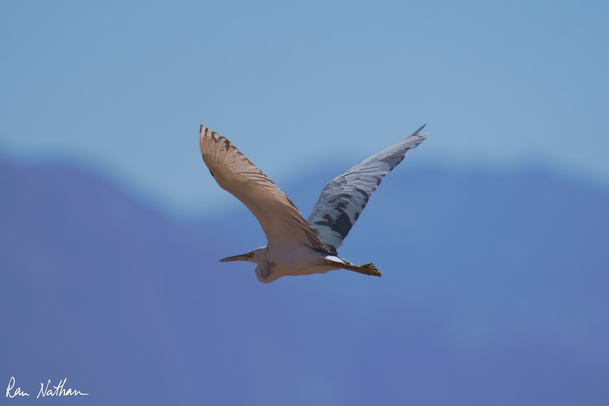 Western Reef-Heron (Eastern) - ML638734083