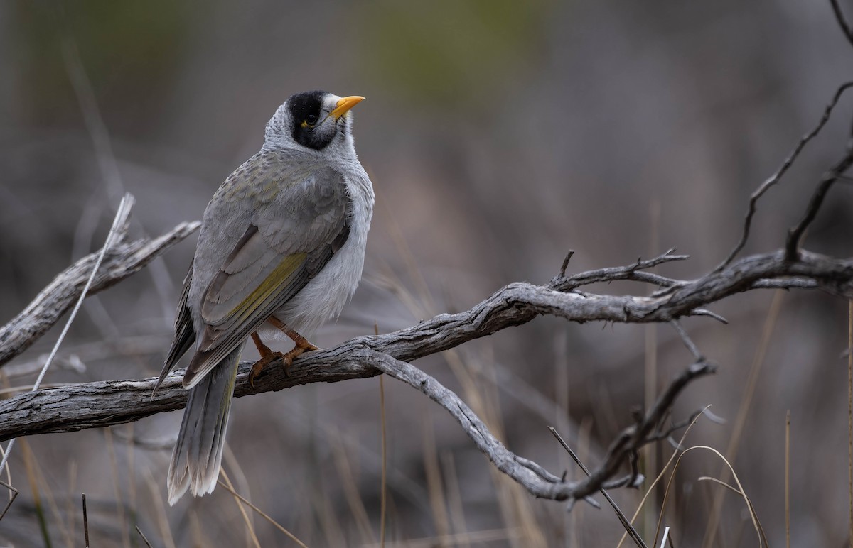 Noisy Miner - ML638734096