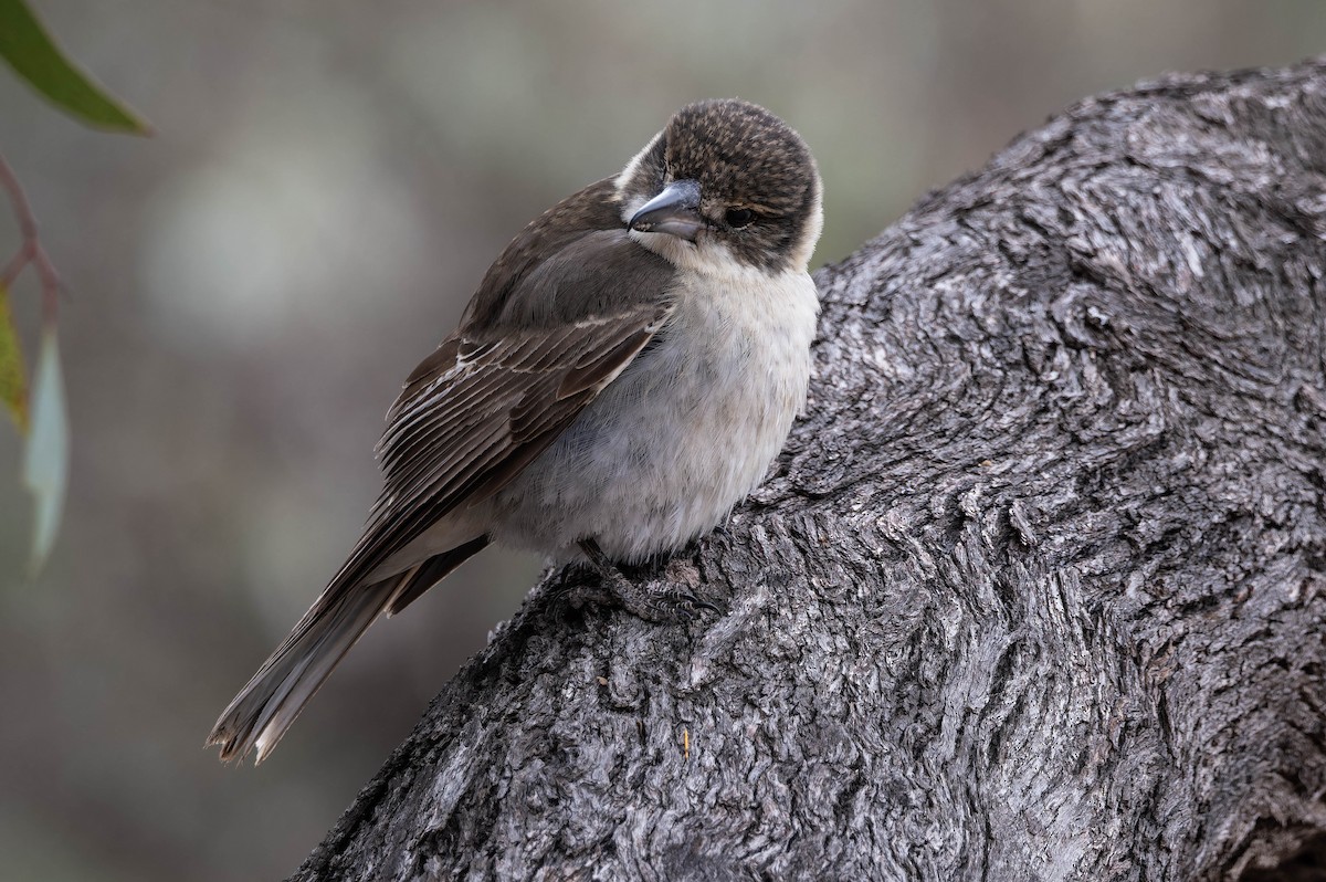 Gray Butcherbird - ML638734105