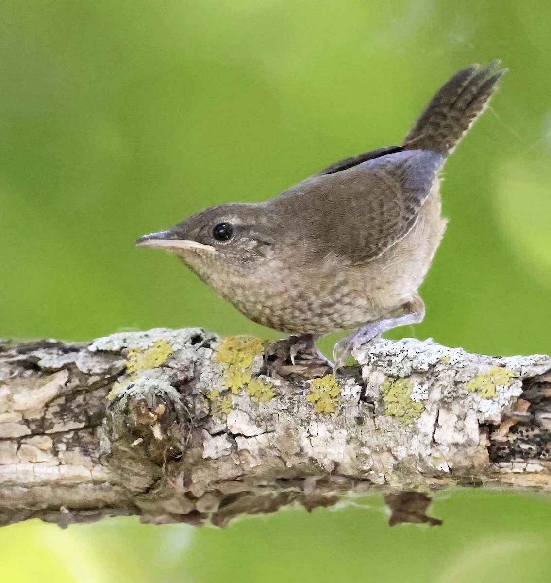 Northern House Wren - ML638734107