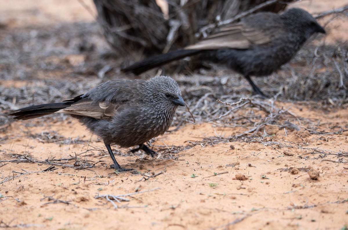 Apostlebird - ML638734112