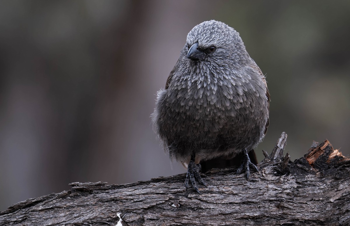 Apostlebird - ML638734114