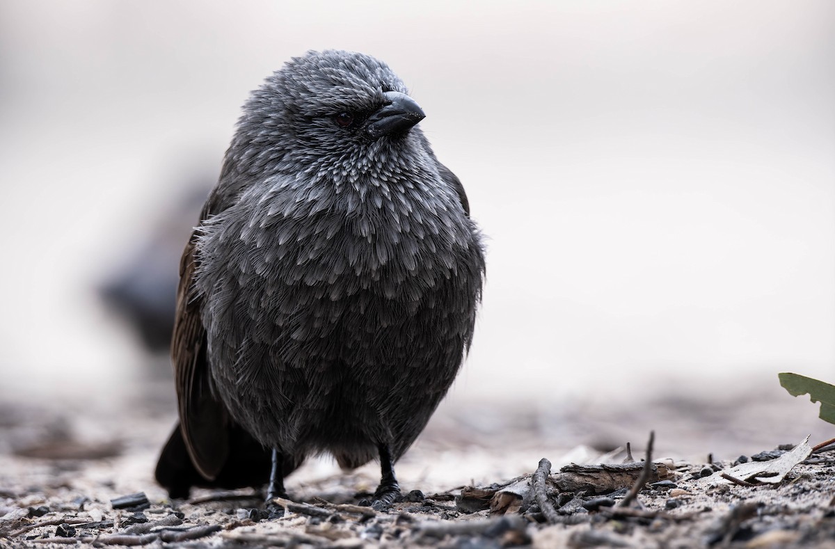 Apostlebird - ML638734115