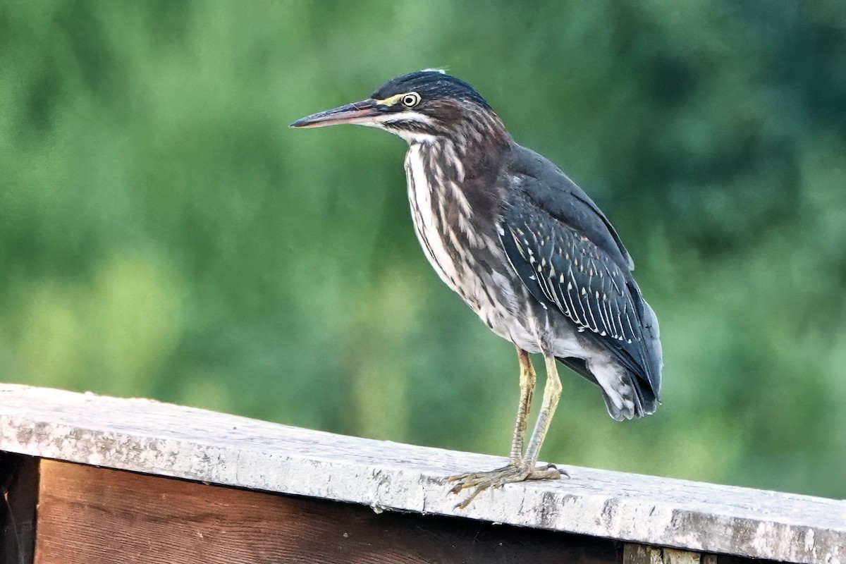 アメリカササゴイ - ML638734132