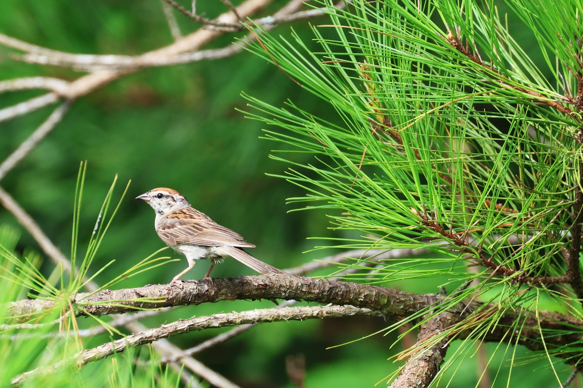 Chipping Sparrow - ML638734140