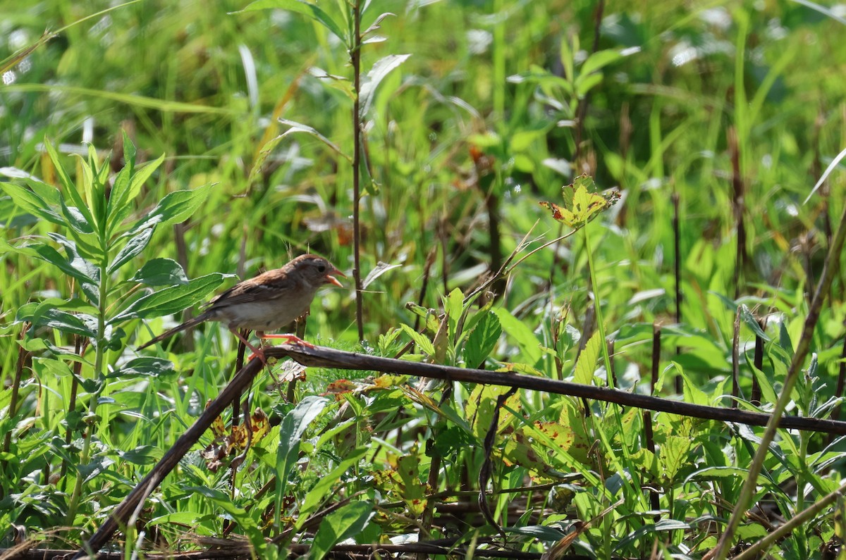 Field Sparrow - ML638734154