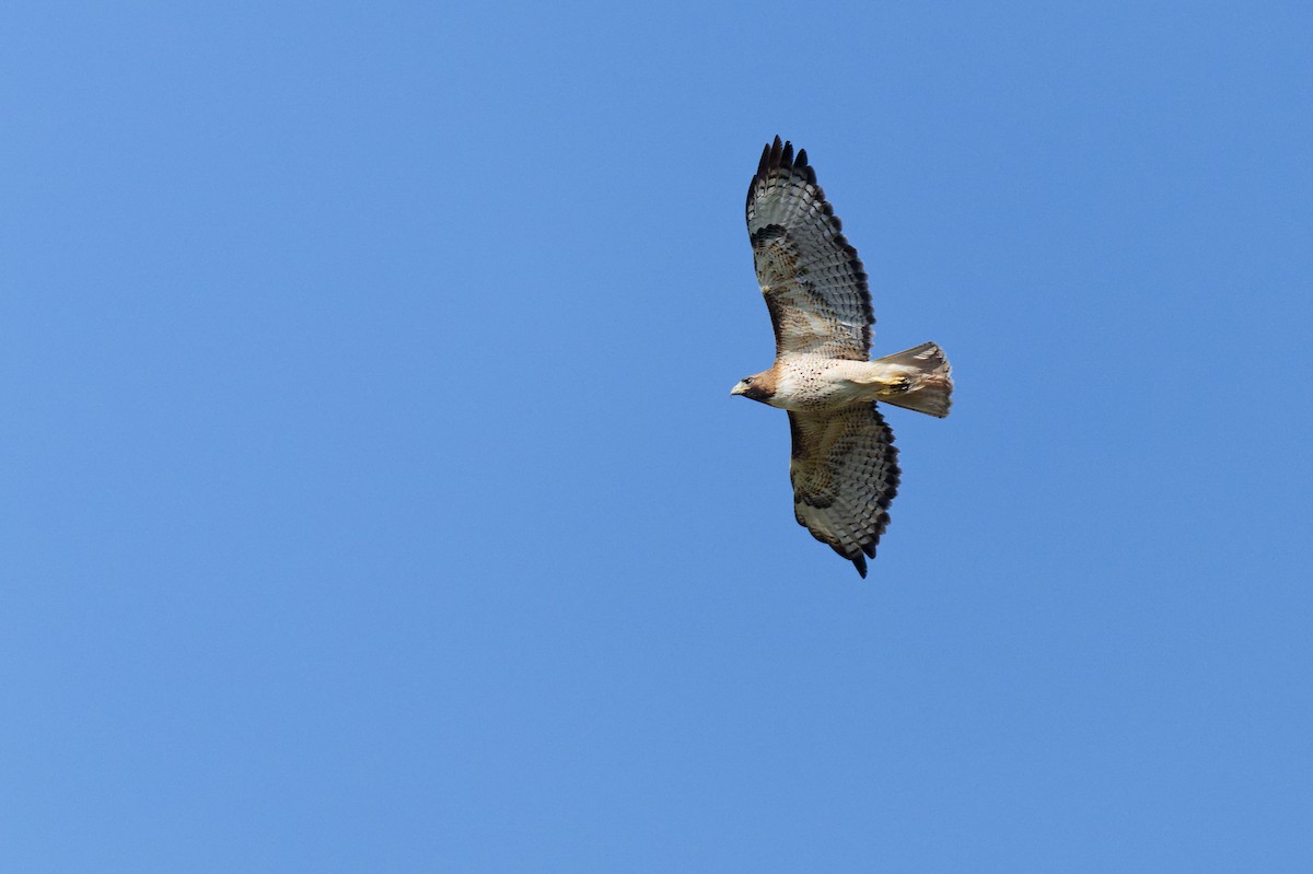 Bald Eagle - ML638734162
