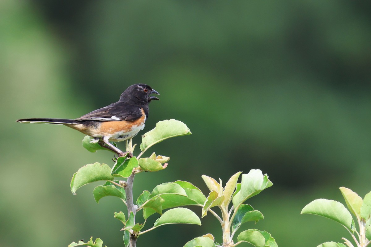 Eastern Towhee - ML638734164
