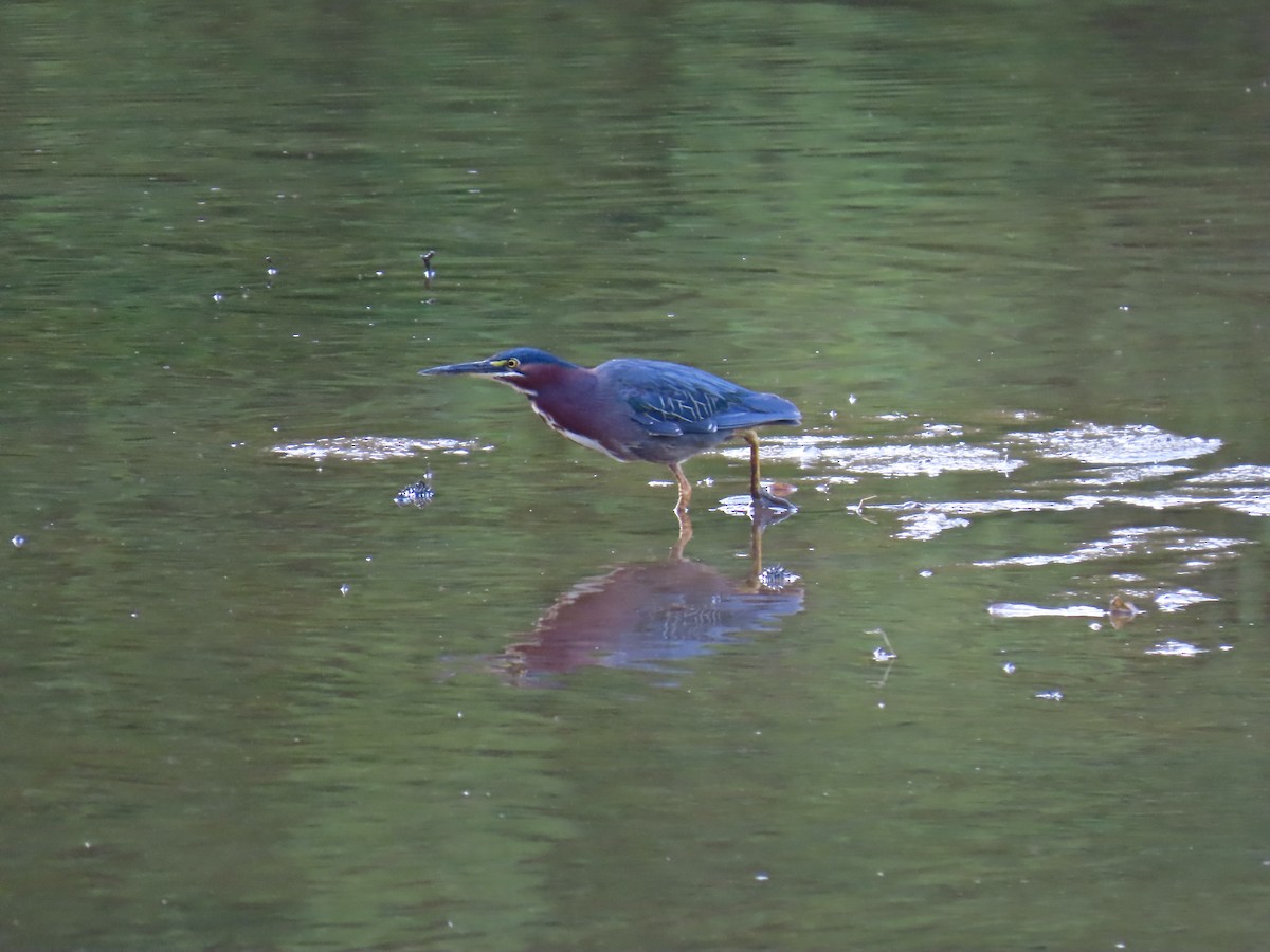 Green Heron - ML638734165