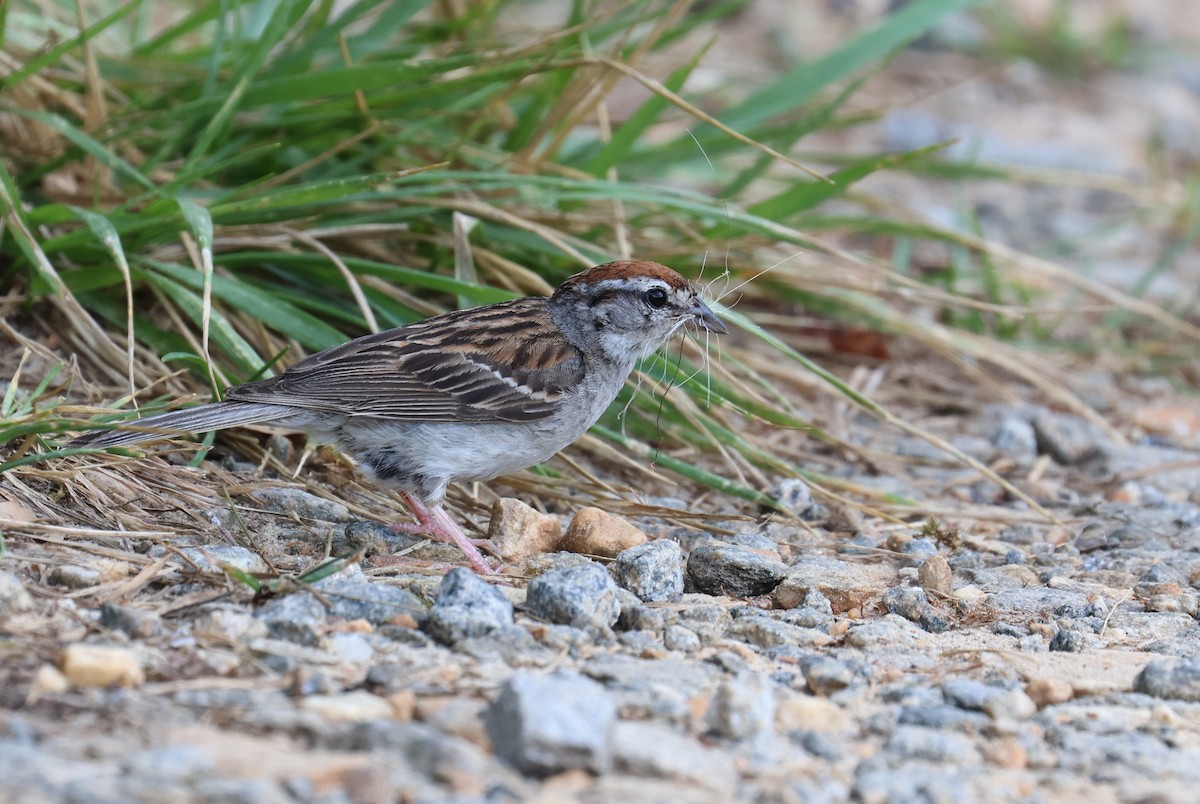 Chipping Sparrow - ML638734166