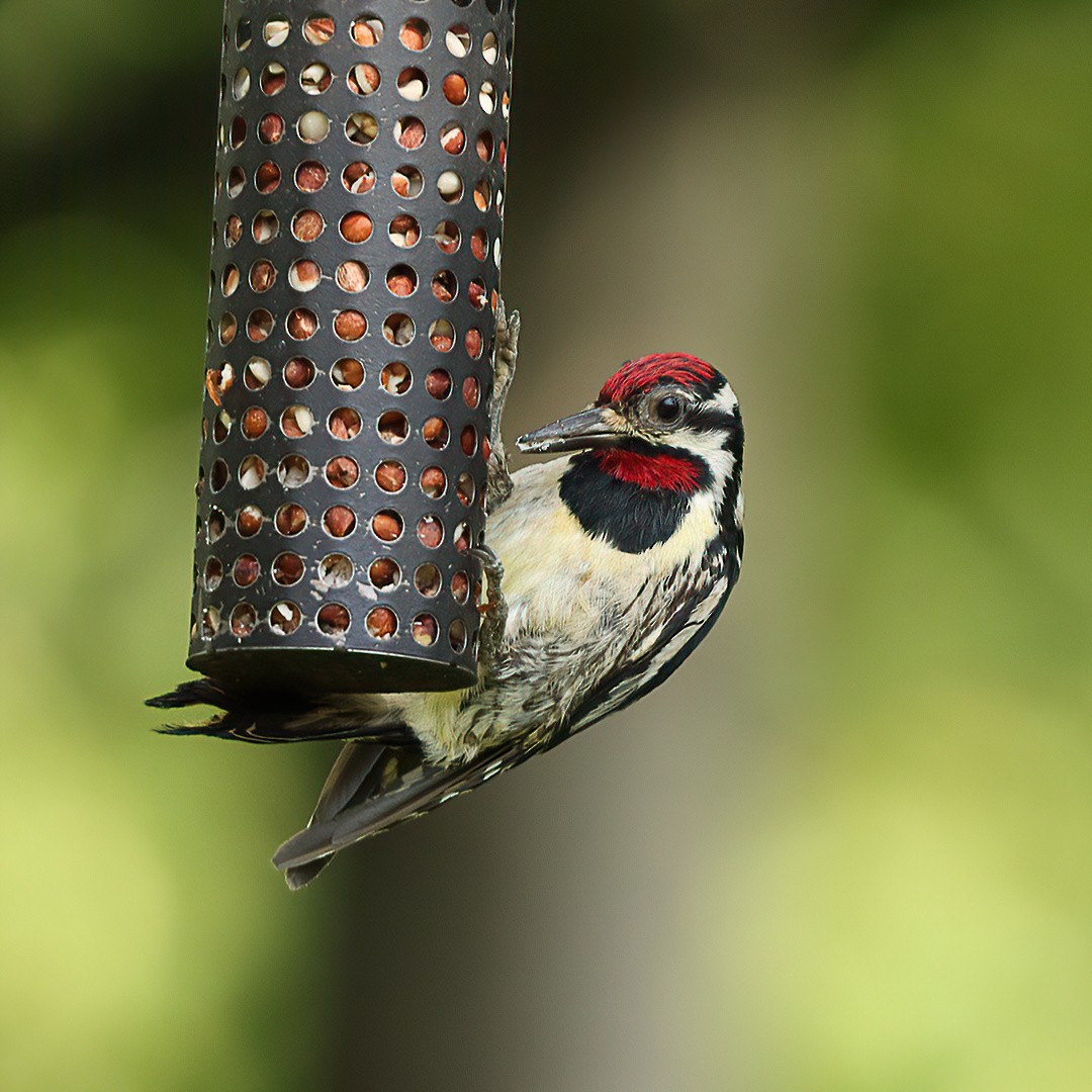 Yellow-bellied Sapsucker - ML638734171