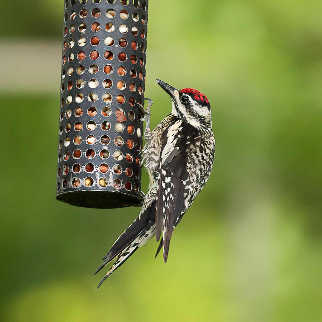 Yellow-bellied Sapsucker - ML638734172