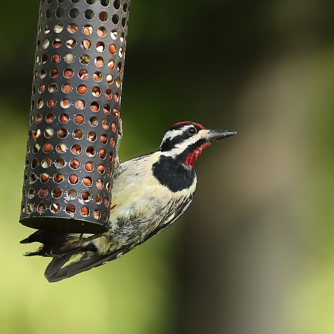 Yellow-bellied Sapsucker - ML638734173