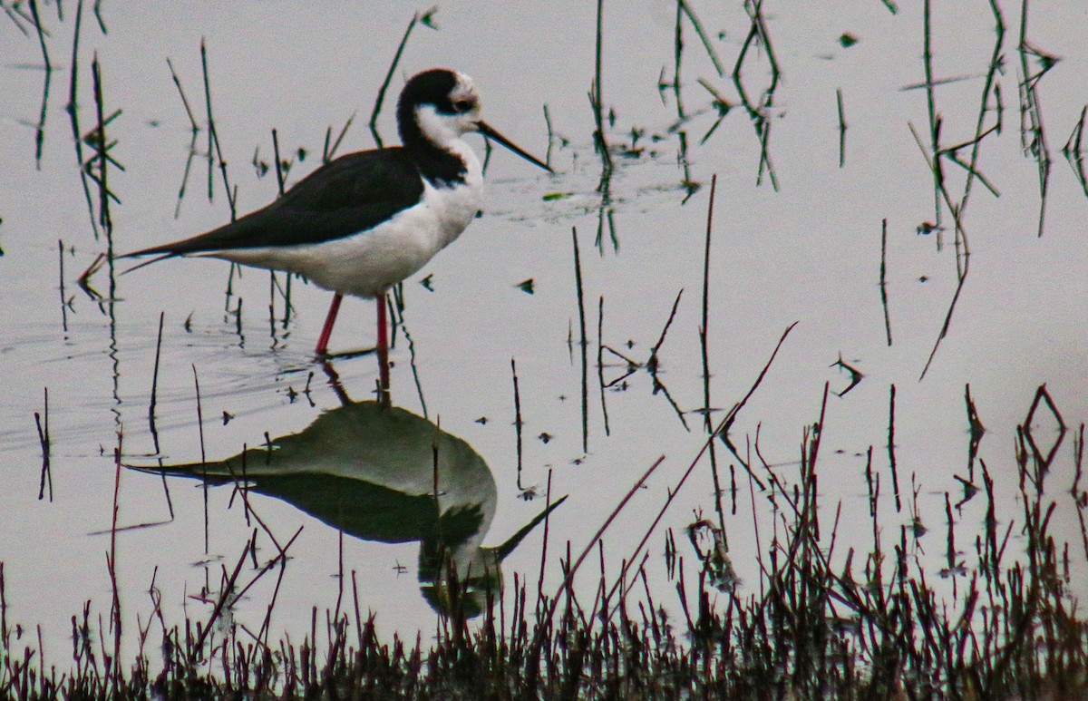 Black-necked Stilt - ML638734175