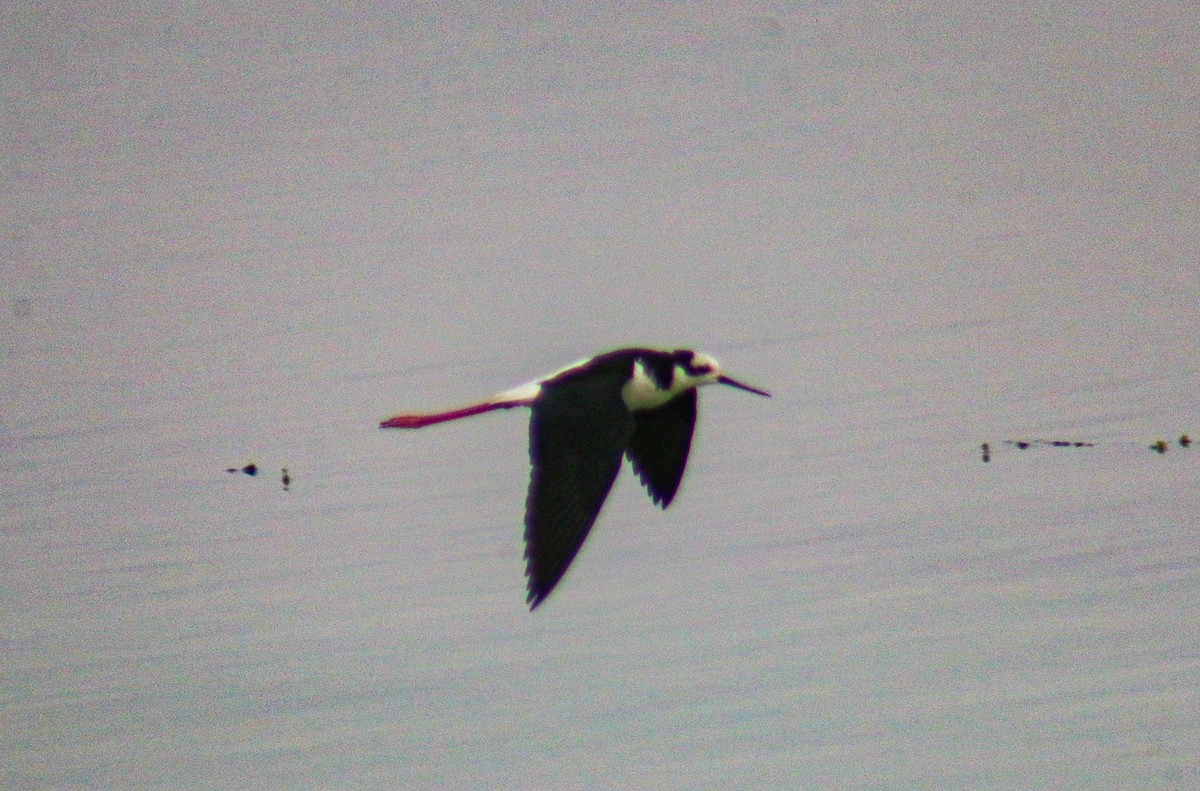 Black-necked Stilt - ML638734176