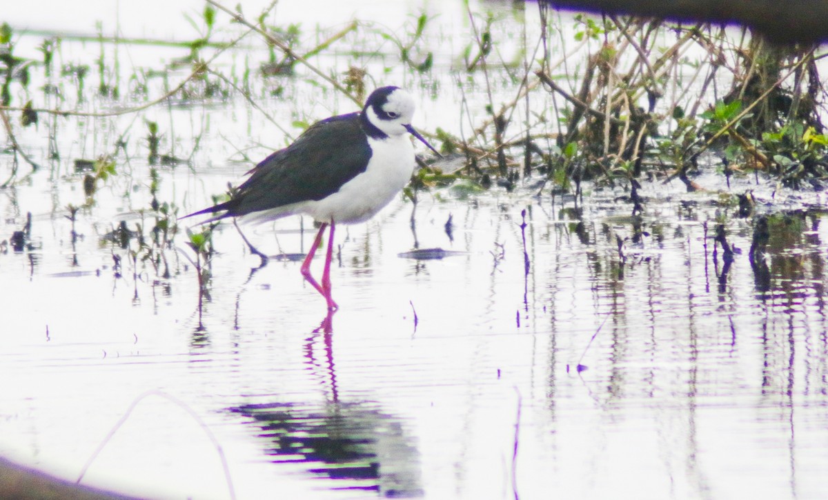 Black-necked Stilt - ML638734177