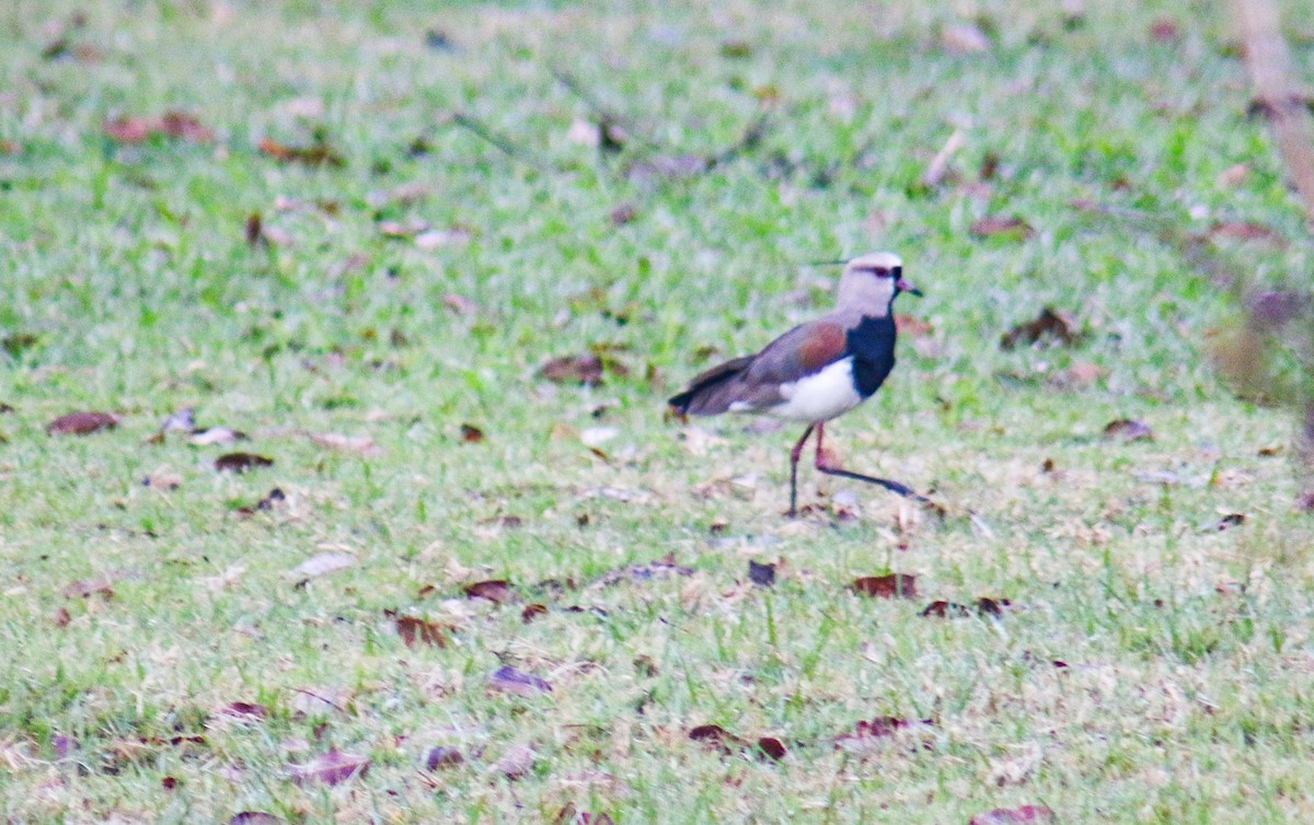 Southern Lapwing - ML638734182