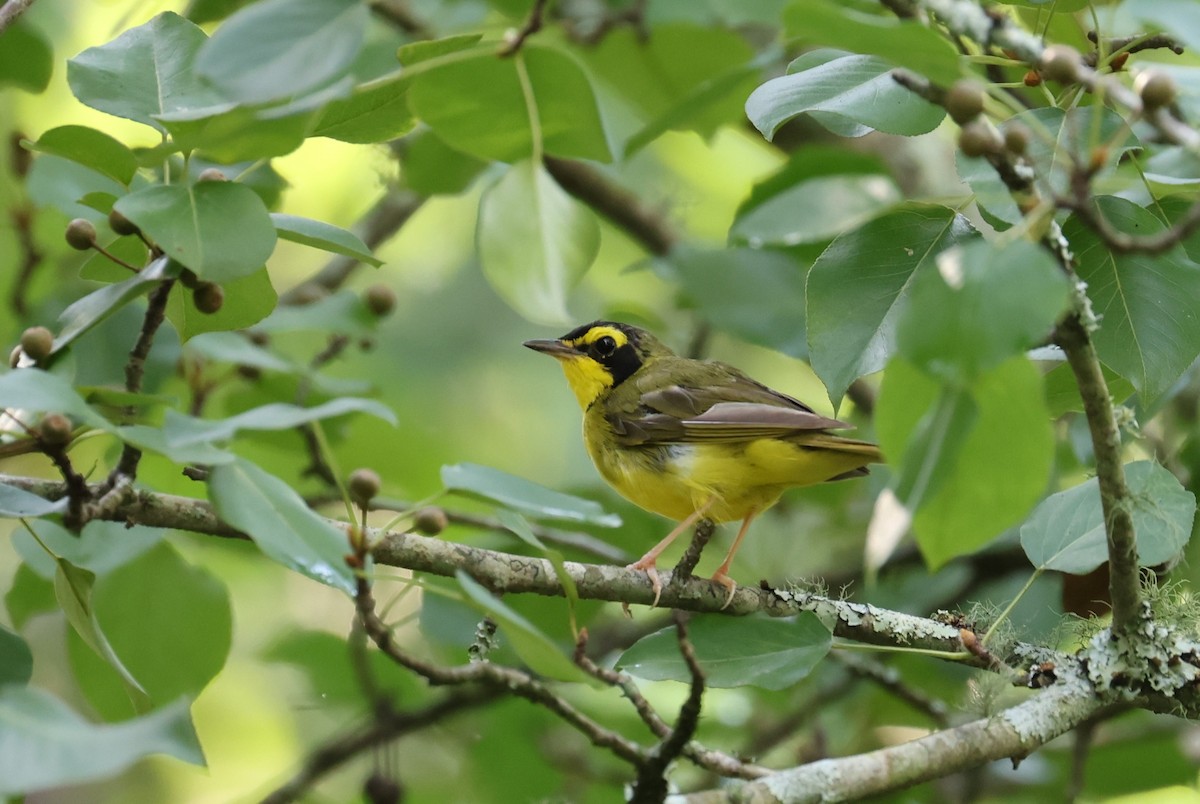 Kentucky Warbler - ML638734186