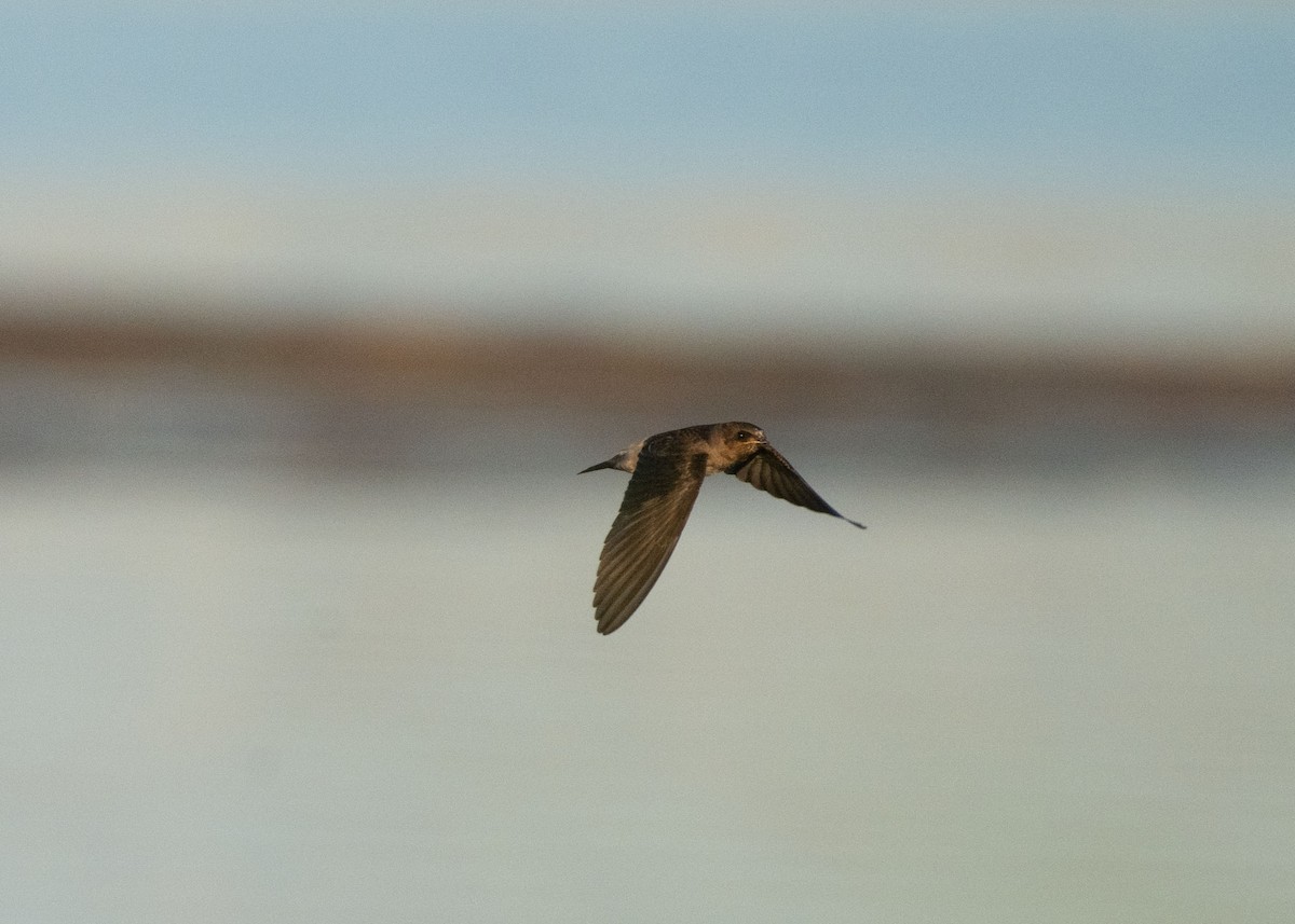 Cliff Swallow - ML638734188