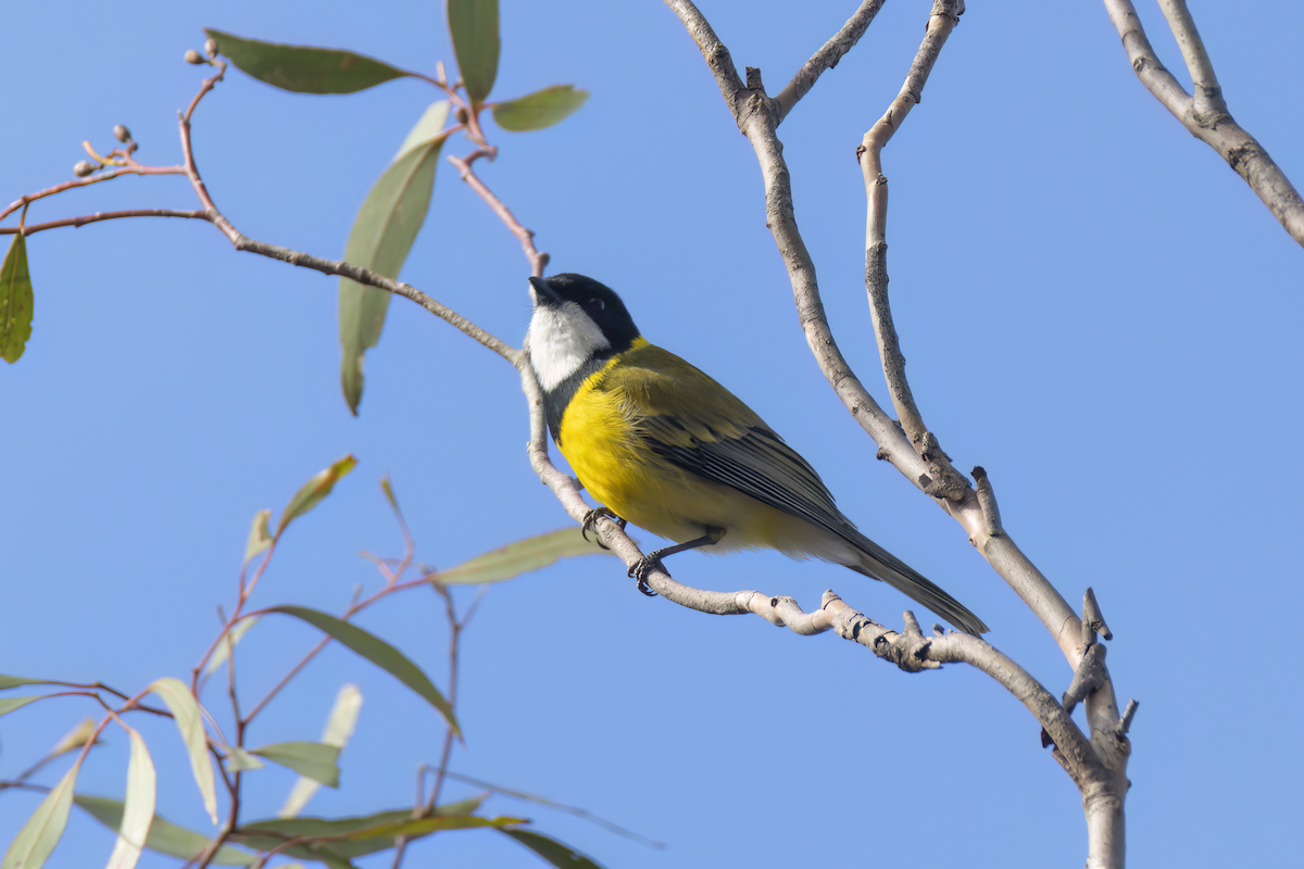 Golden Whistler (Western) - ML638734189