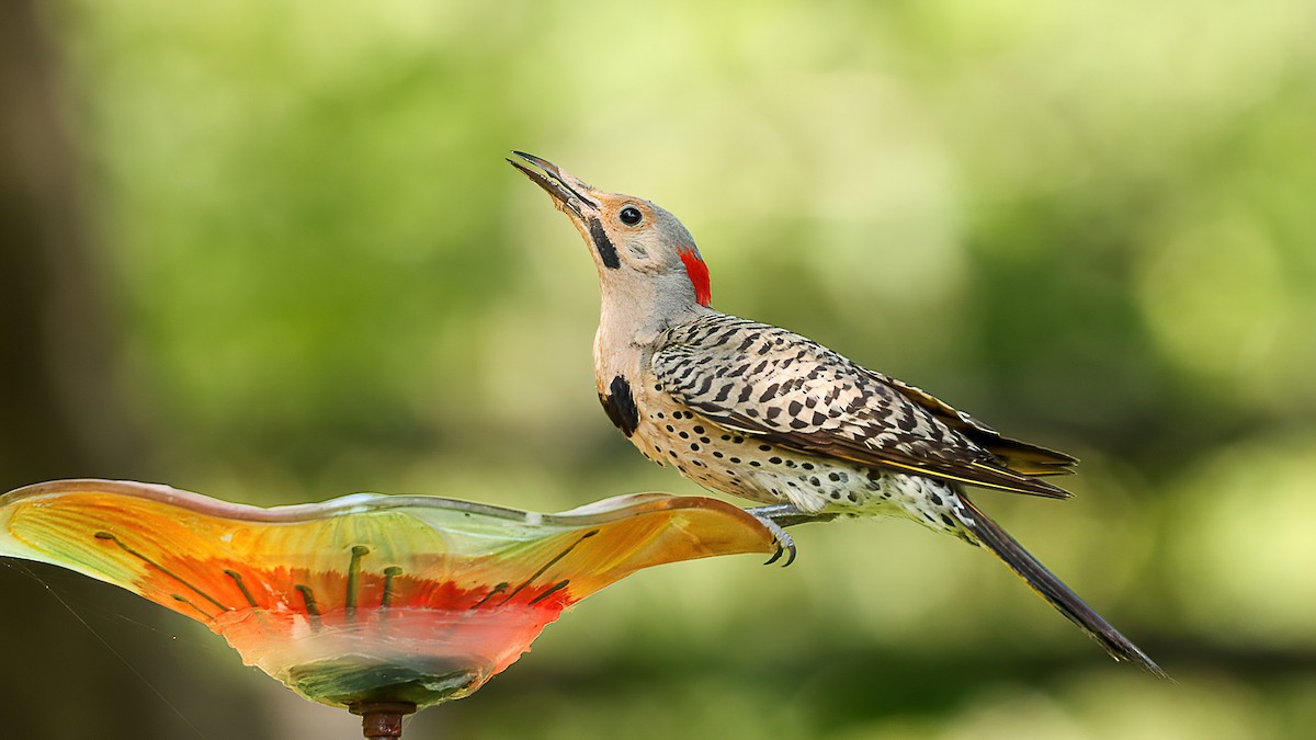 Northern Flicker - ML638734191