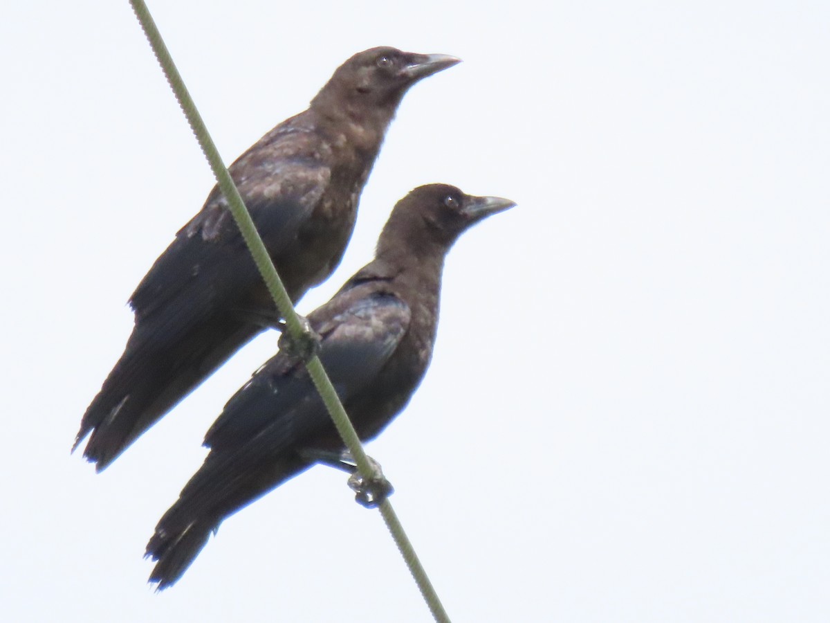 American Crow - ML638734242