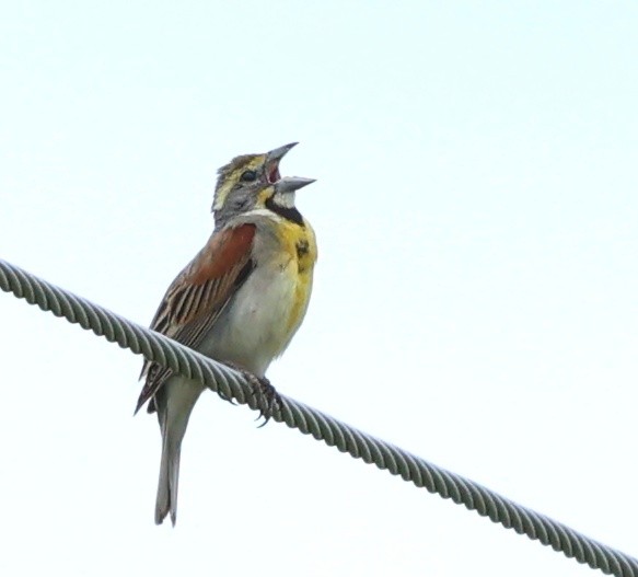 Dickcissel d'Amérique - ML638734251