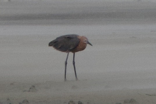 アカクロサギ - ML638734274