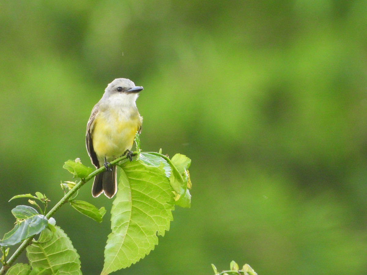 Tropical Kingbird - ML638734286
