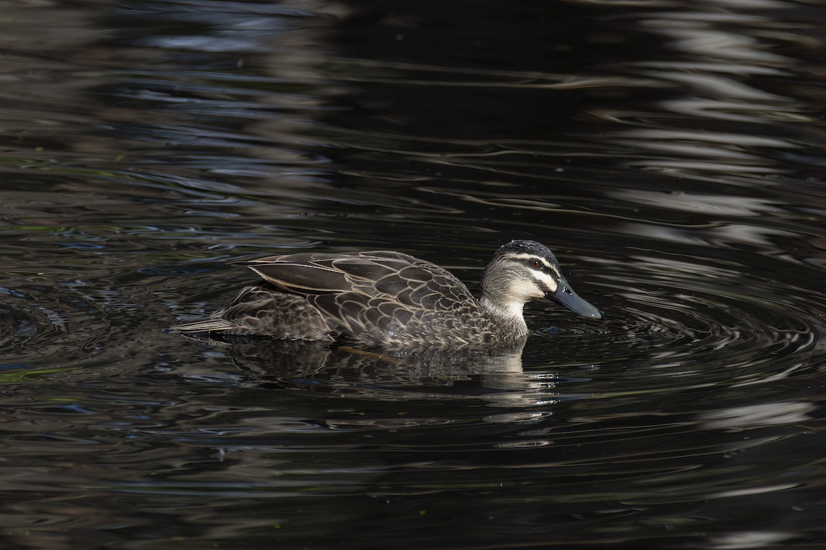 Pacific Black Duck - ML638734289