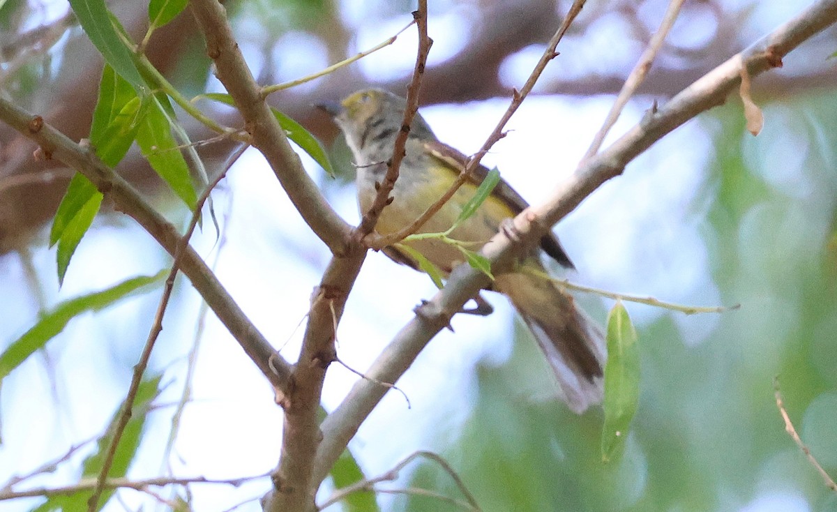 White-eyed Vireo - ML638734291