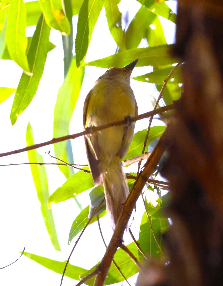 White-eyed Vireo - ML638734292