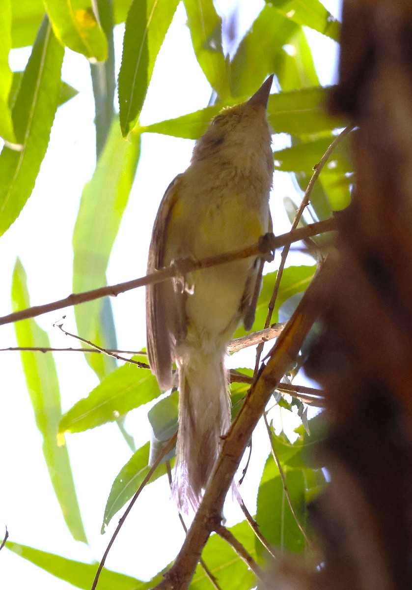 White-eyed Vireo - ML638734293