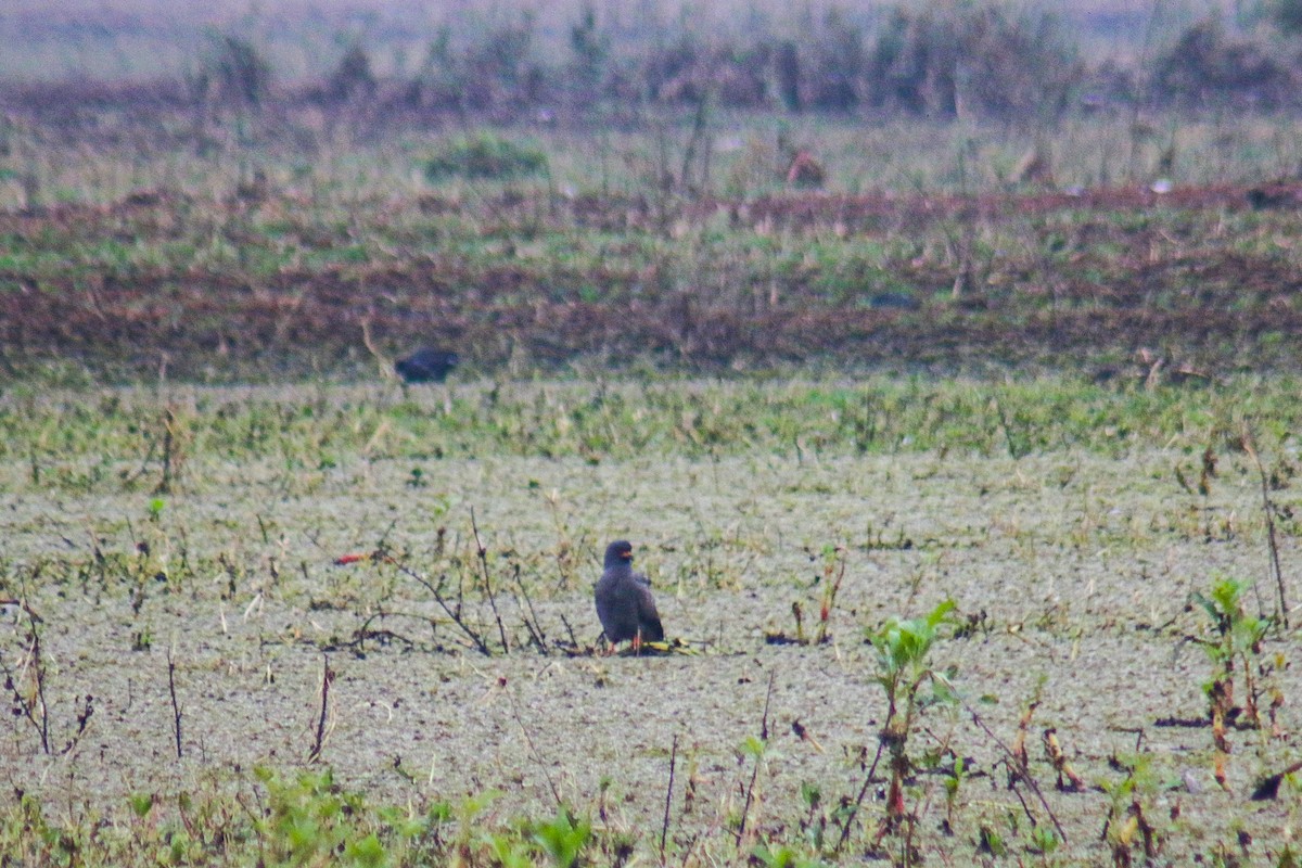 Snail Kite - ML638734294