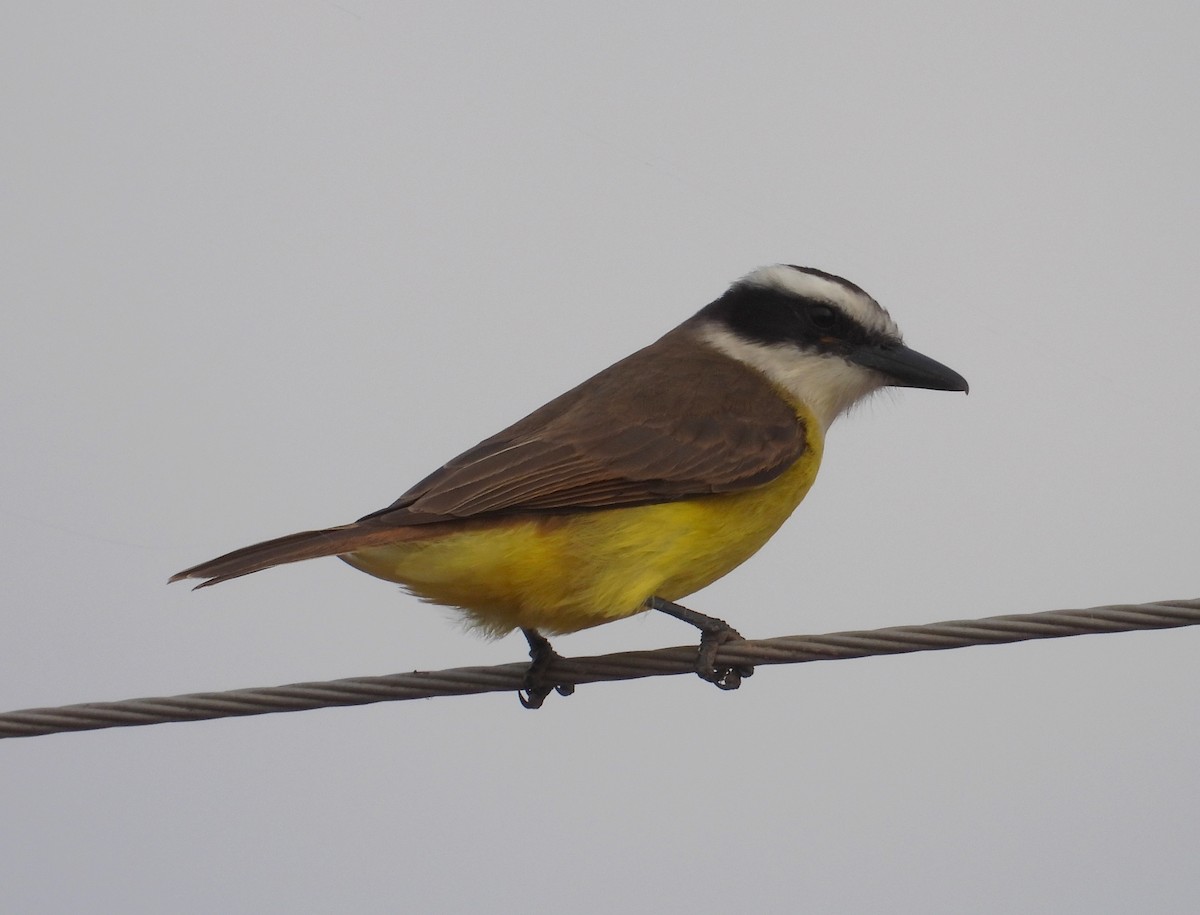 Great Kiskadee - ML638734301