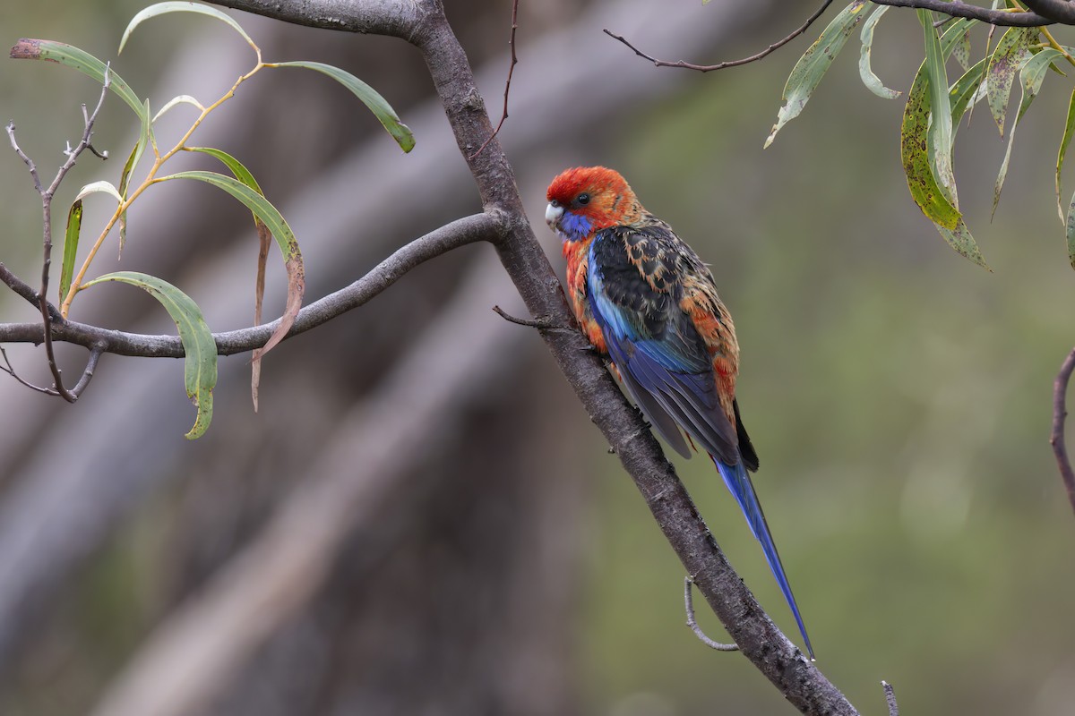 Crimson Rosella - ML638734303